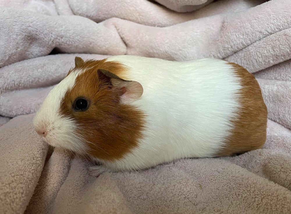 adopter cochon d'Inde mâle picardie 60