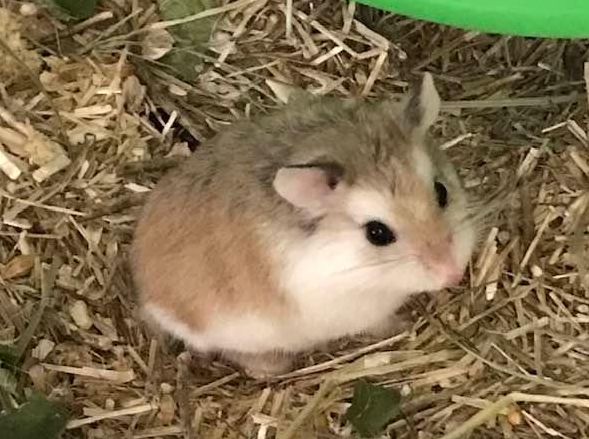 adopter hamster 93
