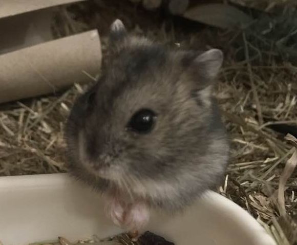 adopter hamster femelle 93
