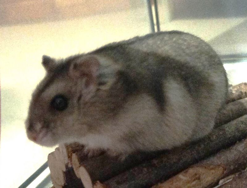 adopter hamster femelle normandie