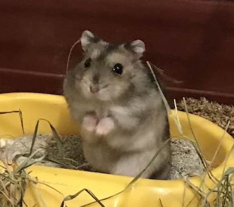 adopter hamster sevran