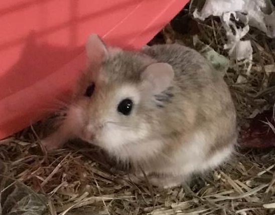 adopter hamster 93