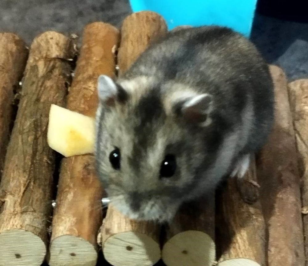 adopter hamster normandie