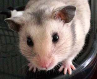 hamster maroussia.jpg
